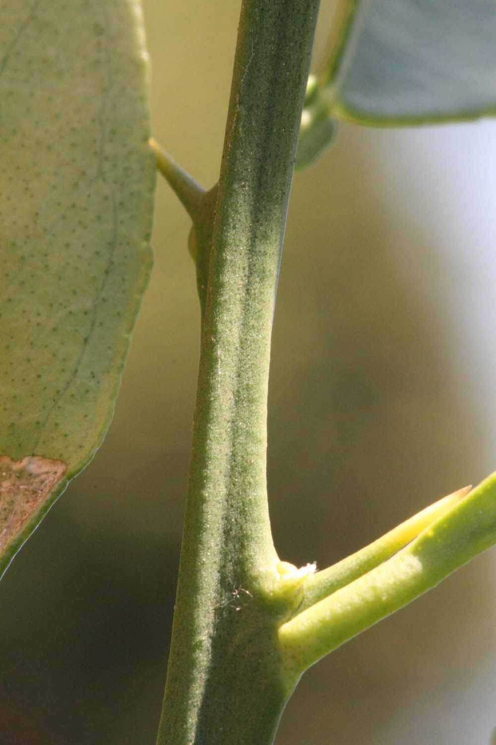             First year twig (Riverside, CA)       